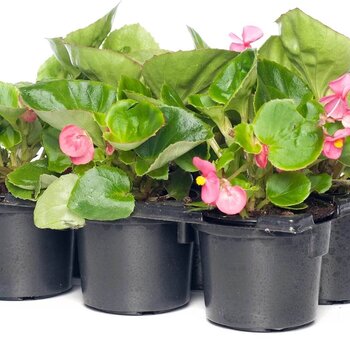 Bégonia – Begonia semperflorens
