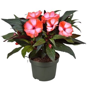 X2 - Impatiens