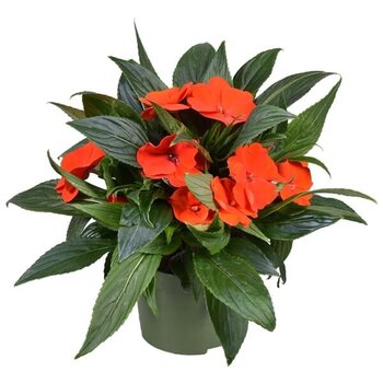 X2 - Impatiens