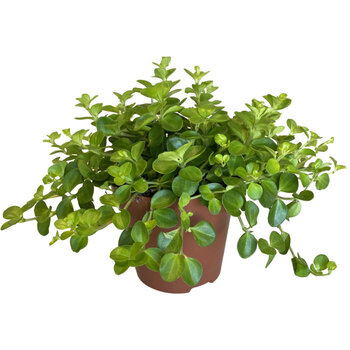 X2 - Peperomia