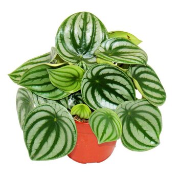 Peperomia Watermelon - Peperomia argyreia