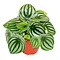  X1 - Pastèque Peperomia