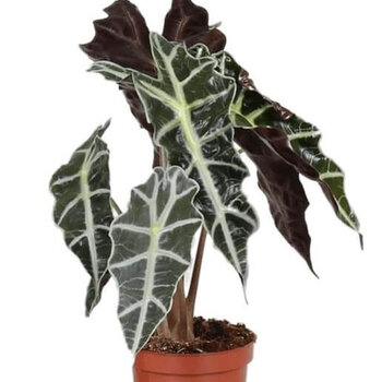Skeleton Plant - Alocasia Polly