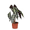  X2 - Skeletplant