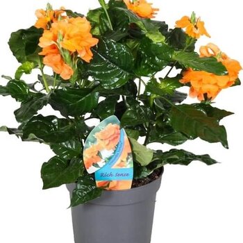 Voetzoekerbloem - Crossandra infundibuliformis 'Fortuna'