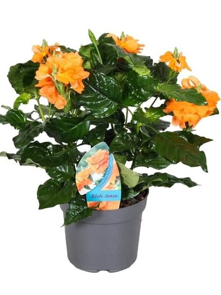 Voetzoekerbloem – Crossandra infundibuliformis 'Fortuna'