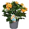  X2 - Voetzoekerbloem