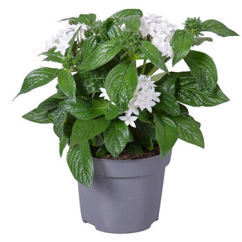 Pentas lanceolata Blanc