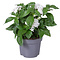  X2 - Pentas