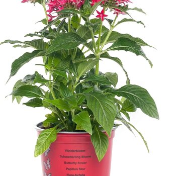 Pentas lanceolata Rood