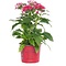  X2 - Pentas