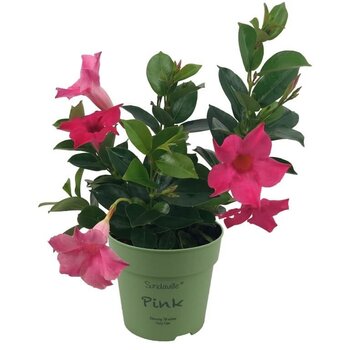 X1 - Mandevilla