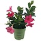  X1 - Mandevilla