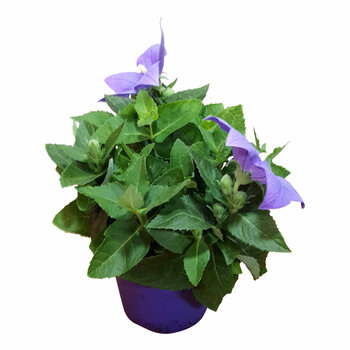 X2 - Platycodon