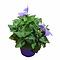  Chinese bellflower Bleu – Platycodon grandiflorus