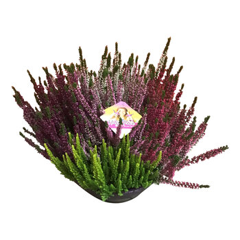 Bruyères d'été  – Calluna 'High Five'