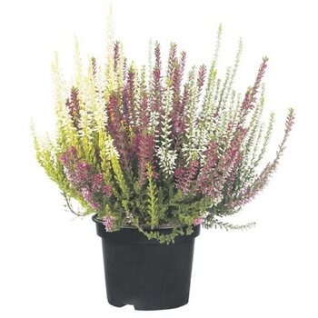 X3 - Heather two Mix