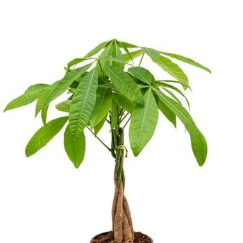 Guinea peanut - Pachira