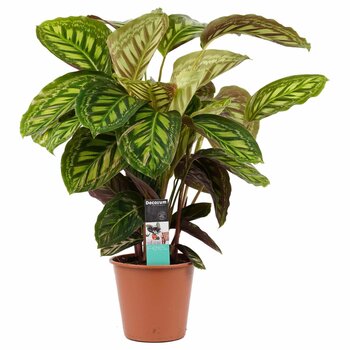 Calathea - Calathea Flamestar