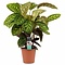  X1 - Calathea