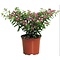  X3 - Mexican heather