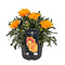  X2 - Gazania splendens