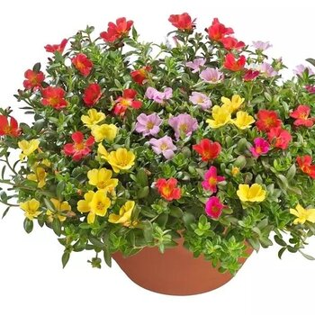 Portulaca