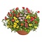 X1 - Portulaca