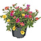  X2 - Portulaca
