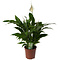  X1 - Peace Lily