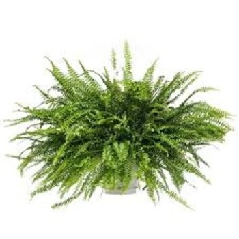 X1 - Fougère frisée