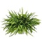  X1 - Nephrolepis