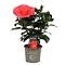  X2 - Rose de Chine