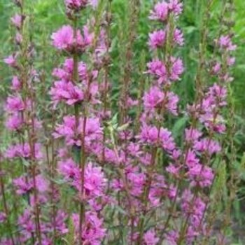 Lythrum virgatum – Lythrum virgatum