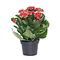  X1 - Kalanchoë
