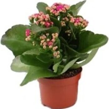 Pink Kalanchoe