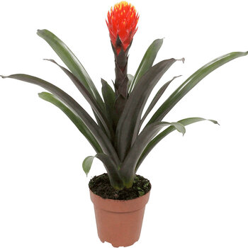 Bromelia Guzmania ‘Rockyflower’ Rood