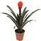  X1 - Bromelia