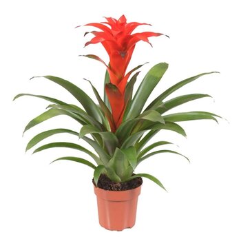 Bromelia Guzmania Calypso