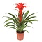  X1 - Bromelia