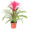  X1 - Bromelia