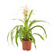  Bromelia Guzmania Wit