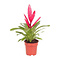  Bromelia Vriesea 'Intenso' Roos