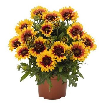 Gaillardia