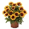  X1 - Gaillardia