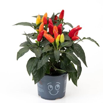 Piment décoratif - Capsicum annuum