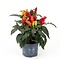  Piment décoratif - Capsicum annuum