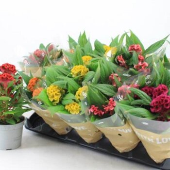 Hanekam Mix - Celosia