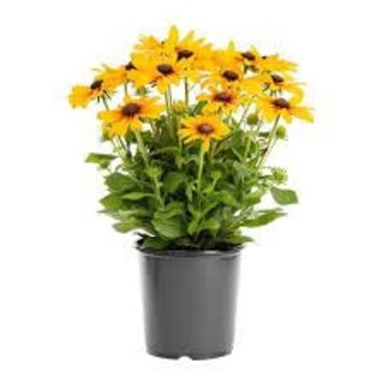 X3 - Rudbeckia