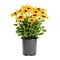  X3 - Black-eyed Susan